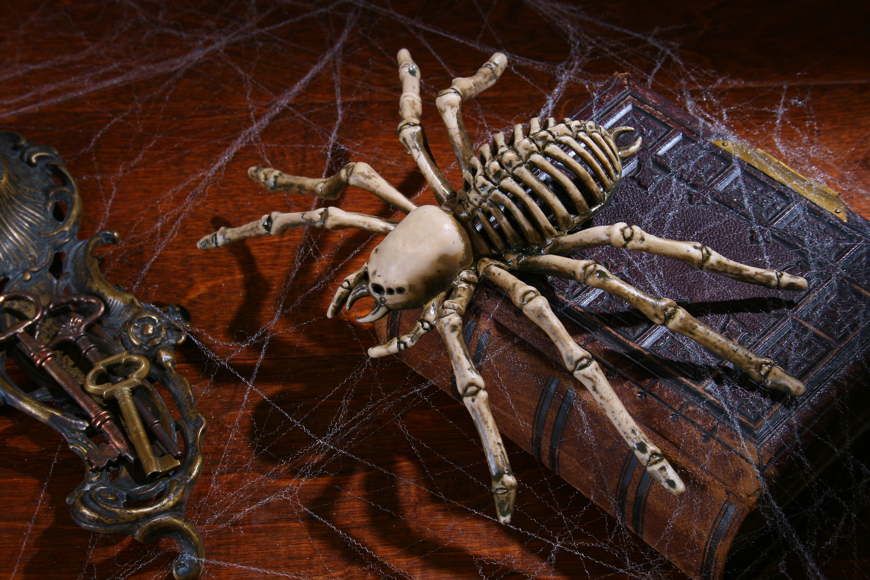Скелет паука