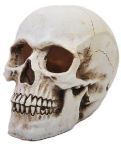 Antiqued Natural-Look Bone Skull