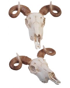 15" Ram Skull Décor